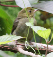 Ceratopipra mentalis