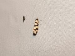 Lepidoscia characota