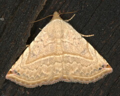 Eublemma gayneri