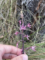 Dipodium punctatum