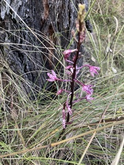 Dipodium punctatum