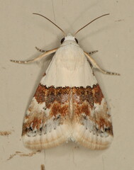 Eublemma hemichiasma