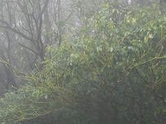 Trochodendron aralioides