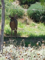 Raphicerus melanotis