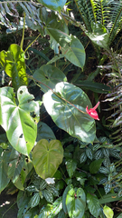 Anthurium andraeanum