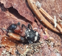 Thanasimus formicarius