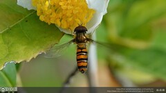 Episyrphus