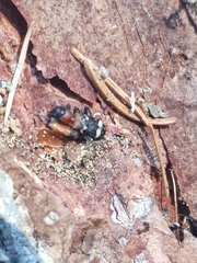 Thanasimus formicarius