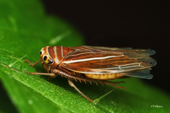 Idiodonus kennicotti