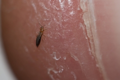 Thysanoptera