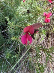 Indigofera hedyantha