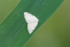 Lomographa bimaculata