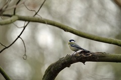 Parus major