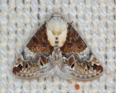 Eublemma juergenschmidli