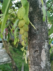 Phyllodium pulchellum