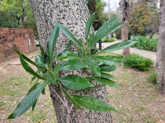 Machilus japonica japonica