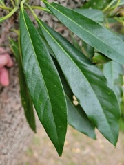Machilus japonica japonica