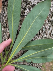 Machilus japonica japonica