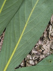 Machilus japonica japonica