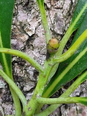 Machilus japonica japonica