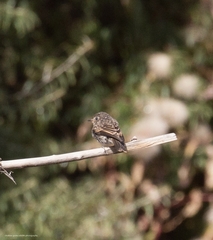 Muscicapa sibirica