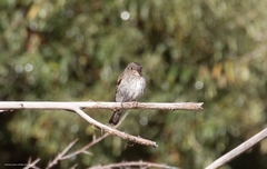 Muscicapa sibirica