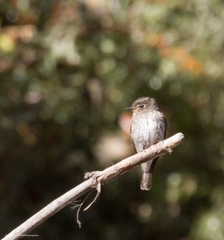 Muscicapa sibirica