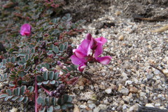 Indigofera humifusa