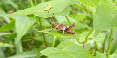 Apalacris varicornis