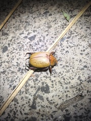 Anoplognathus olivieri