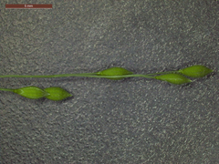 Kellochloa brachyantha