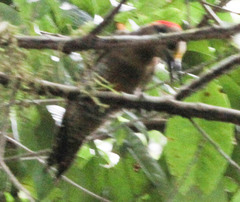 Melanerpes pucherani