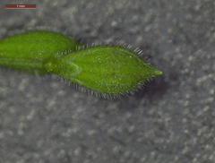 Kellochloa brachyantha