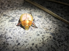 Anoplognathus olivieri