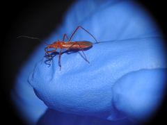 Polytoxus sanguineus