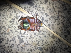 Anoplognathus olivieri