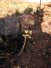 Eulophia tuberculata