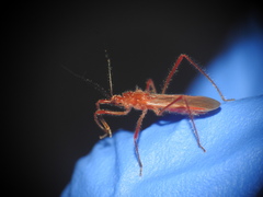 Polytoxus sanguineus