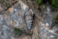 Obscurella bicostulata