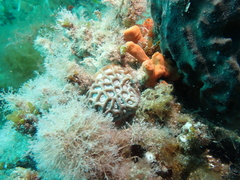 Coelastrea palauensis