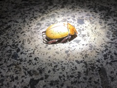 Anoplognathus olivieri