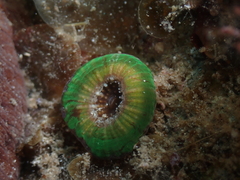 Homophyllia australis