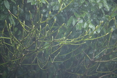 Trochodendron aralioides