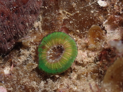 Homophyllia australis
