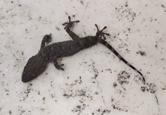 Tarentola mauritanica