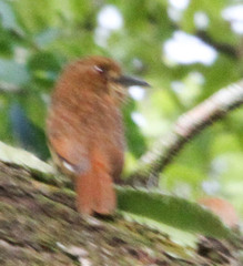 Malacoptila panamensis