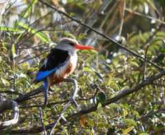 Halcyon leucocephala