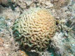 Australophyllia wilsoni