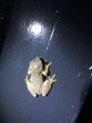 Litoria quiritatus