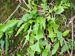 Ixeridium laevigatum